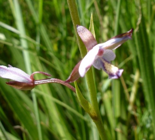 Eulophia zeyheriana tubular ovary